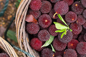 云南楊梅多少錢一斤？云南楊梅好吃嗎