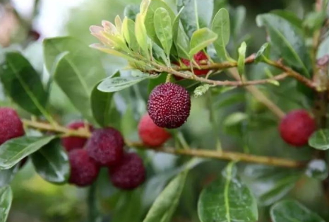 云南楊梅多少錢一斤？云南楊梅好吃嗎