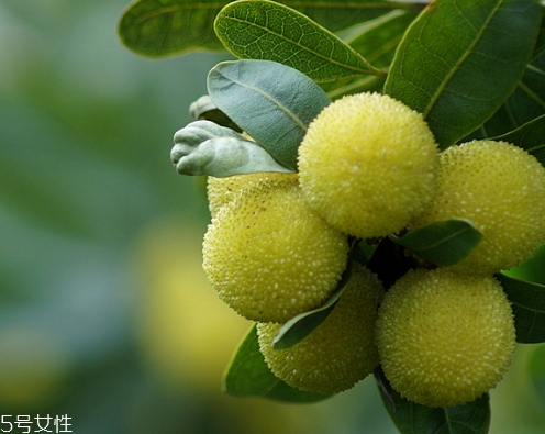 青楊梅的功效與作用 青楊梅多少錢一斤 青楊梅的功效與作用 青楊梅多少錢一斤