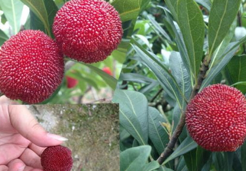 東魁楊梅好吃嗎？東魁楊梅為什么這么火