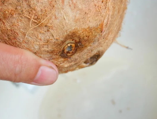 帶拉環(huán)的椰子怎么打開？拉環(huán)斷了椰子怎么打開