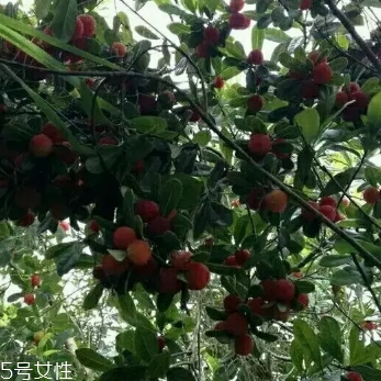 烏酥楊梅多少錢(qián)一斤？烏酥楊梅好吃嗎