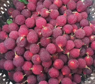 慈溪楊梅什么時(shí)候成熟？慈溪楊梅多少錢一斤