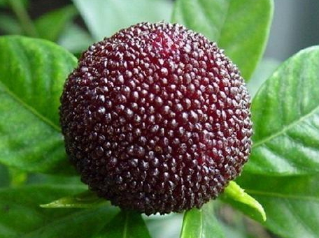 慈溪楊梅什么時(shí)候成熟？慈溪楊梅多少錢一斤