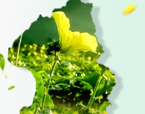 廣源良菜瓜水好用嗎？廣源良菜瓜水怎么用