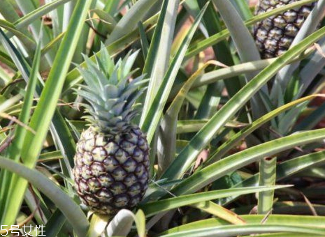 都樂菠蘿是哪里產的 都樂菠蘿怎么切 都樂菠蘿是哪里產的 都樂菠蘿怎么切