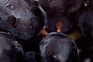 黑提是黑加侖嗎？黑提和黑加侖的區(qū)別