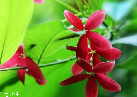 使君子有毒嗎 使君子會(huì)中毒嗎 使君子有毒嗎 使君子會(huì)中毒嗎