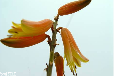 使君子有毒嗎 使君子會(huì)中毒嗎 使君子有毒嗎 使君子會(huì)中毒嗎