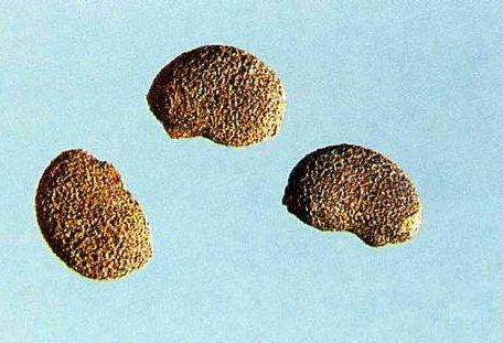 補(bǔ)骨脂可以泡水喝嗎 補(bǔ)骨脂泡水偏方 補(bǔ)骨脂可以泡水喝嗎 補(bǔ)骨脂泡水偏方