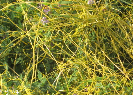 菟絲子多少錢一斤 菟絲子選購(gòu)技巧 菟絲子多少錢一斤 菟絲子選購(gòu)技巧