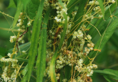 菟絲子什么人不能吃 菟絲子適宜人群 菟絲子什么人不能吃 菟絲子適宜人群