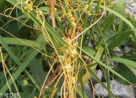 菟絲子什么人不能吃 菟絲子適宜人群 菟絲子什么人不能吃 菟絲子適宜人群