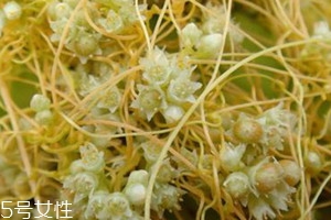 菟絲子什么人不能吃 菟絲子適宜人群 菟絲子什么人不能吃 菟絲子適宜人群