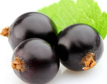 黑提是黑加侖嗎？黑提和黑加侖的區(qū)別