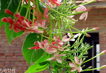 使君子多少錢一斤 使君子多少錢一斤2018 使君子多少錢一斤 使君子多少錢一斤2018