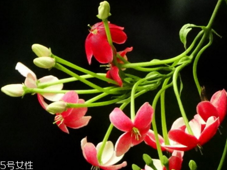 使君子多少錢一斤 使君子多少錢一斤2018 使君子多少錢一斤 使君子多少錢一斤2018