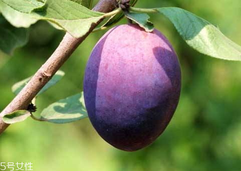 加州西梅上市時(shí)間 加州西梅保存方法 加州西梅上市時(shí)間 加州西梅保存方法