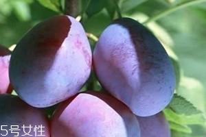 加州西梅上市時(shí)間 加州西梅保存方法 加州西梅上市時(shí)間 加州西梅保存方法