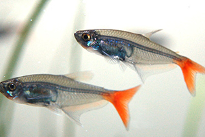 紅尾魚怎么做好吃？紅尾魚的做法大全