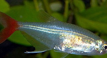 紅尾魚怎么做好吃？紅尾魚的做法大全