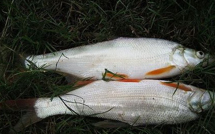 紅尾魚怎么做好吃？紅尾魚的做法大全