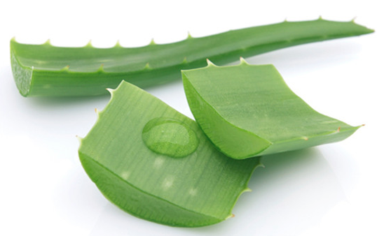 蘆薈膠怎么用效果更好 蘆薈膠的最佳用法 蘆薈膠怎么用效果更好 蘆薈膠的最佳用法