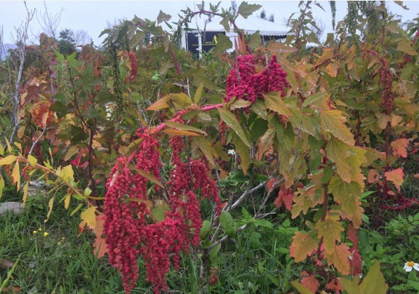 紅藜麥的功效與作用 紅藜麥怎么吃煮粥 紅藜麥的功效與作用 紅藜麥怎么吃煮粥