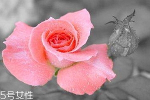 玫瑰純露多少錢一瓶 影響玫瑰純露的價(jià)格因素 玫瑰純露多少錢一瓶 影響玫瑰純露的價(jià)格因素