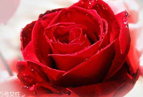 玫瑰純露怎么保存 玫瑰純露保質(zhì)期多久 玫瑰純露怎么保存 玫瑰純露保質(zhì)期多久