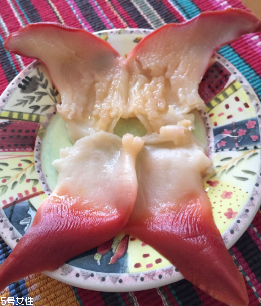 北極貝是海鮮嗎？北極貝介紹