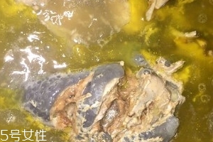 烏骨雞是烏雞嗎？烏骨雞是什么雞？