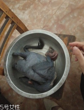 烏骨雞是烏雞嗎？烏骨雞是什么雞？