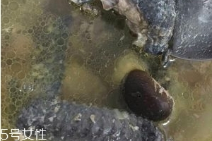 烏雞是發(fā)物嗎？烏雞屬于發(fā)物嗎？