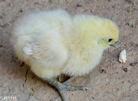 烏雞是發(fā)物嗎？烏雞屬于發(fā)物嗎？