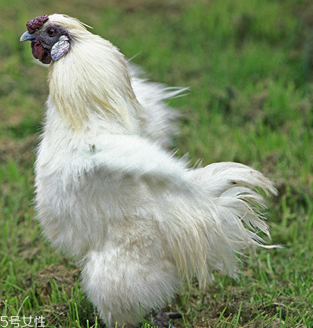 烏雞是發(fā)物嗎？烏雞屬于發(fā)物嗎？