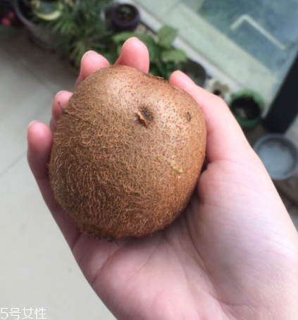 綠心獼猴桃怎么催熟？綠心獼猴桃的催熟方法