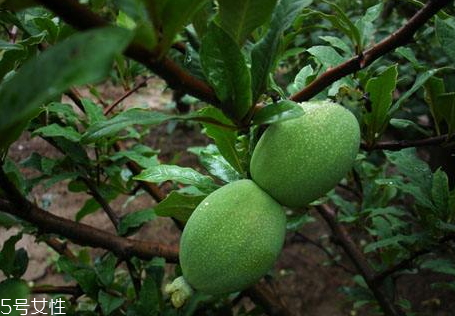 野木瓜泡酒有什么功效 野木瓜泡酒方法 野木瓜泡酒有什么功效 野木瓜泡酒方法