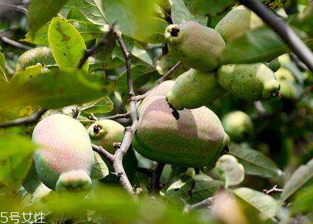 皺皮木瓜怎么吃 皺皮木瓜的營(yíng)養(yǎng)價(jià)值 皺皮木瓜怎么吃 皺皮木瓜的營(yíng)養(yǎng)價(jià)值