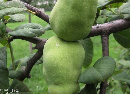 皺皮木瓜怎么吃 皺皮木瓜的營(yíng)養(yǎng)價(jià)值 皺皮木瓜怎么吃 皺皮木瓜的營(yíng)養(yǎng)價(jià)值