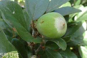 薜荔果泡酒方法 薜荔果泡酒功效 薜荔果泡酒方法 薜荔果泡酒功效