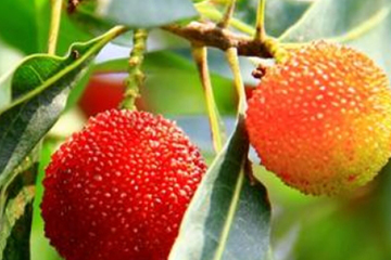 烏酥楊梅什么時(shí)候成熟？烏酥楊梅的產(chǎn)地