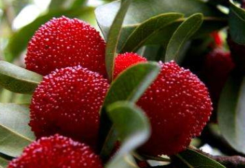 烏酥楊梅什么時(shí)候成熟？烏酥楊梅的產(chǎn)地