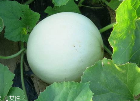 網(wǎng)紋瓜和哈密瓜區(qū)別 網(wǎng)紋瓜是哈密瓜嗎 網(wǎng)紋瓜和哈密瓜區(qū)別 網(wǎng)紋瓜是哈密瓜嗎