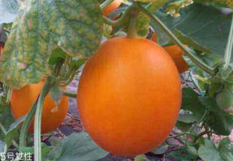 伊麗莎白瓜怎么挑 伊麗莎白瓜什么時候成熟