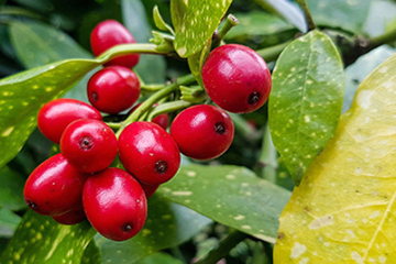 蔓越莓膠囊一天吃幾粒？蔓越莓膠囊一天吃幾次