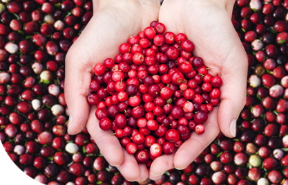 蔓越莓膠囊一天吃幾粒？蔓越莓膠囊一天吃幾次