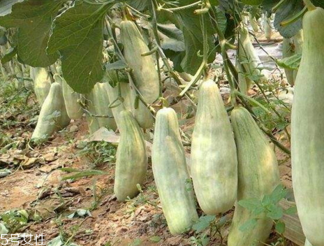 羊角脆怎么挑選 羊角脆的吃法 羊角脆怎么挑選 羊角脆的吃法