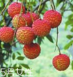 荔枝能和粽子一起吃嗎？荔枝能不能和粽子一起吃