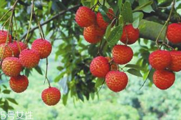 荔枝食用方法 荔枝怎么吃不上火？